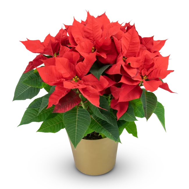 Poinsettia